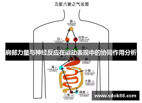 肩部力量与神经反应在运动表现中的协同作用分析